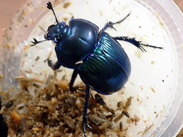 むしはちゅ観察記】オオセンチコガネ(近畿山地個体群)