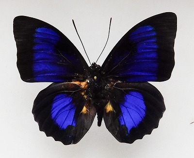 ハイブリッド】アグリアス×プレポナ（メス、ペルー産） ハイブリッド