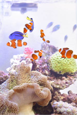 マメミニライト【マメデザイン】10W全10色（淡水、海水、水草