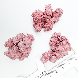 マメライブロック【マメデザイン】天然ライブロック型・人工ライブ