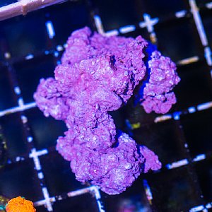 マメライブロック【マメデザイン】天然ライブロック型・人工ライブ