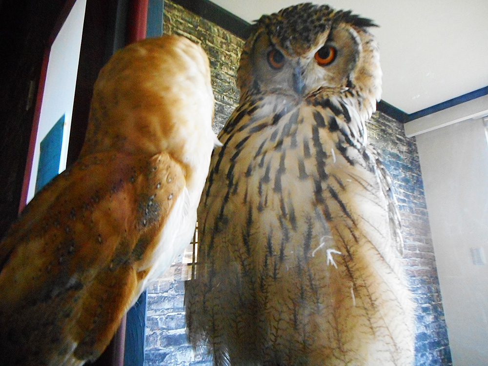 コンセプト | ふくろうのいるカフェ メンフ倶楽部