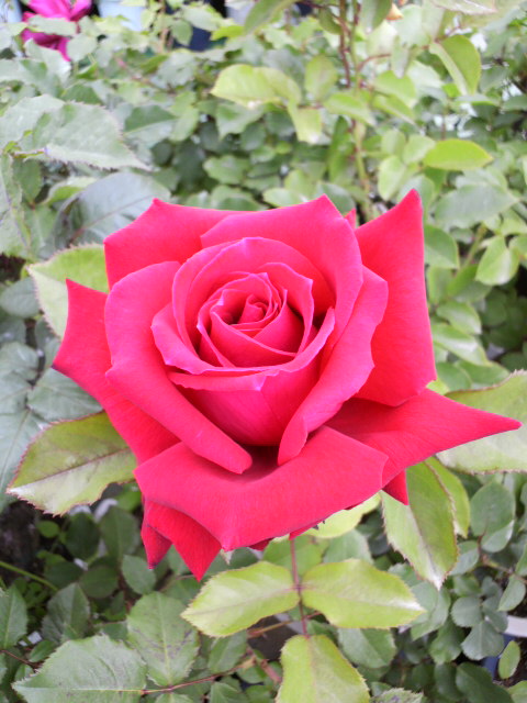 アンティーク イタリア ポワンドヴェニスローズ 薔薇と蕾 リネンレース