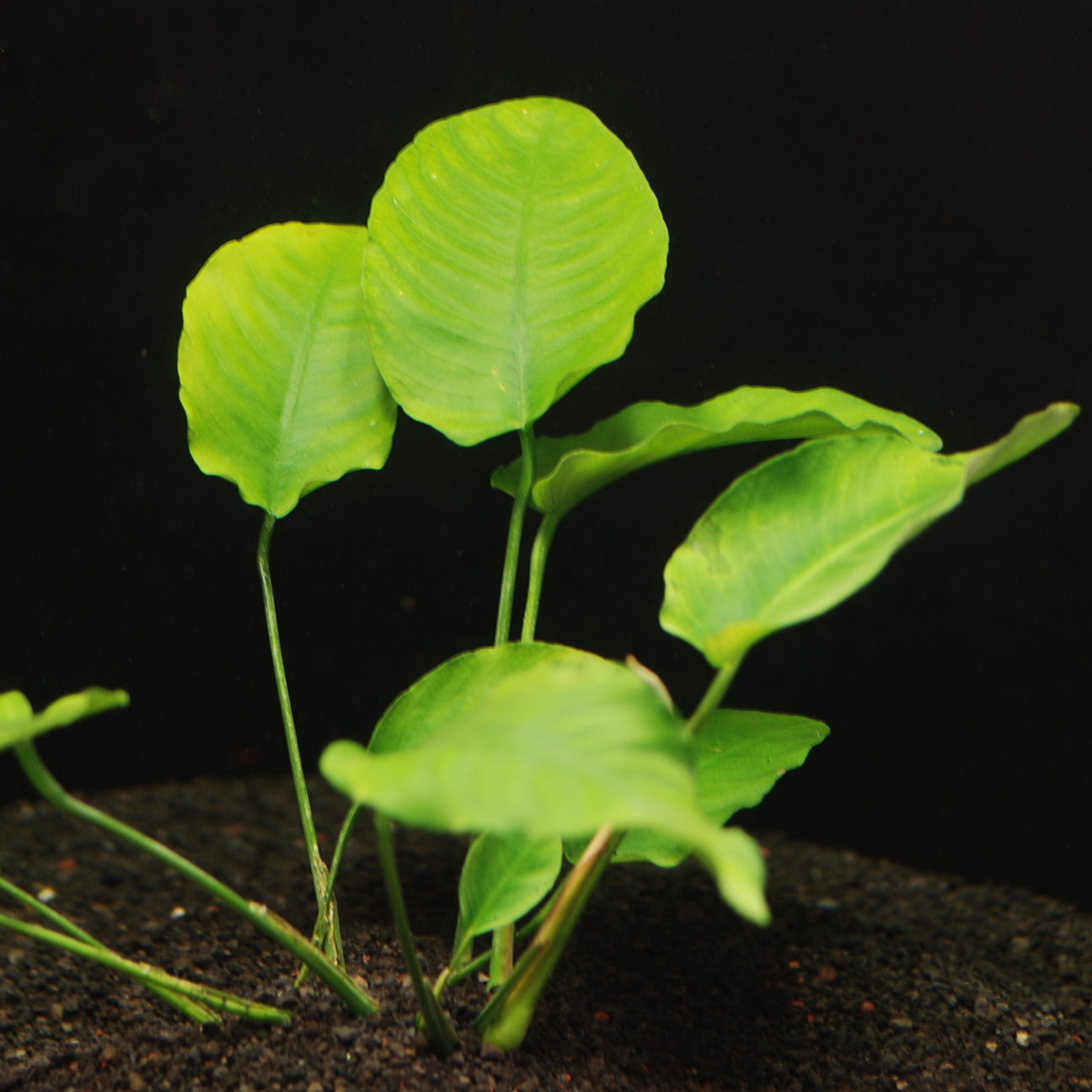 アヌビアス バルテリー 水上葉 5cmポット1pot – 水草屋