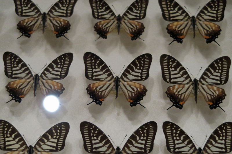 テングアゲハ！標本！2 テングアゲハ！標本！2 テングアゲハ！標本！2