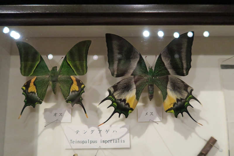 コレクション 蝶標本。テングアゲハ。メス。ベトナム産