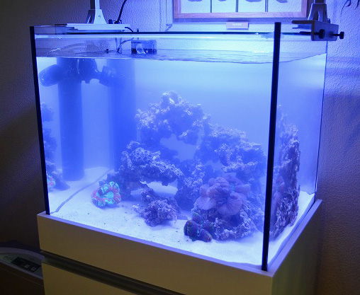 家族で楽しむオルカT60 | 生麦海水魚センター別館