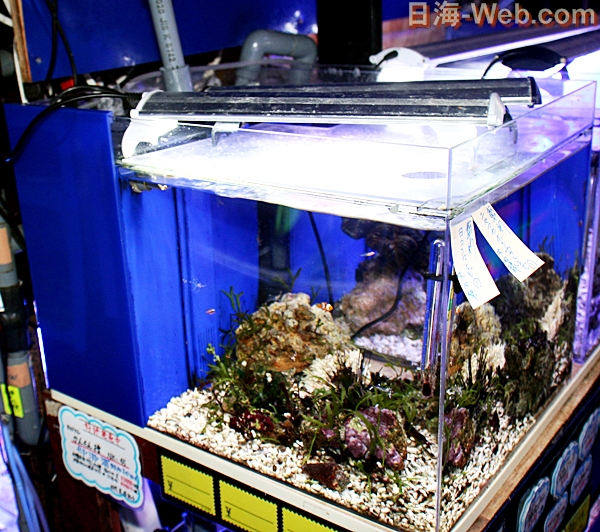 かんたん槽NK-45 | 店舗案内 | 海水魚のパイオニア 日海センター