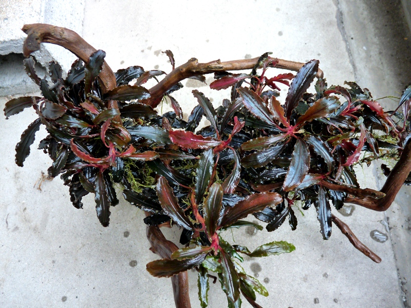 小売 【写真現物】ブセファランドラsp.クダガン流木活着特大群生株