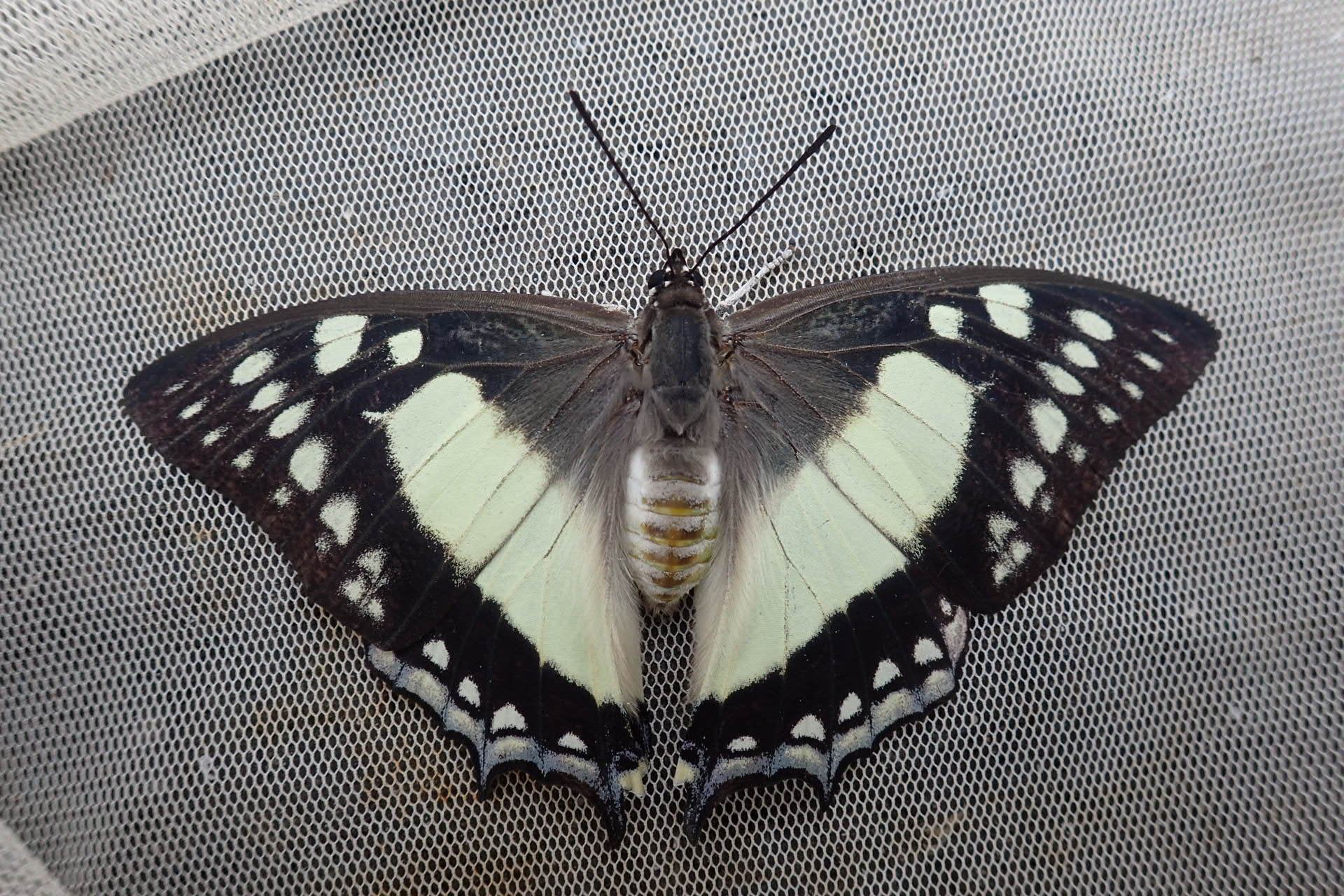 コレクション ☆蝶 標本 鹿児島県奄美大島産 フタオチョウ雌 採集品 蝶