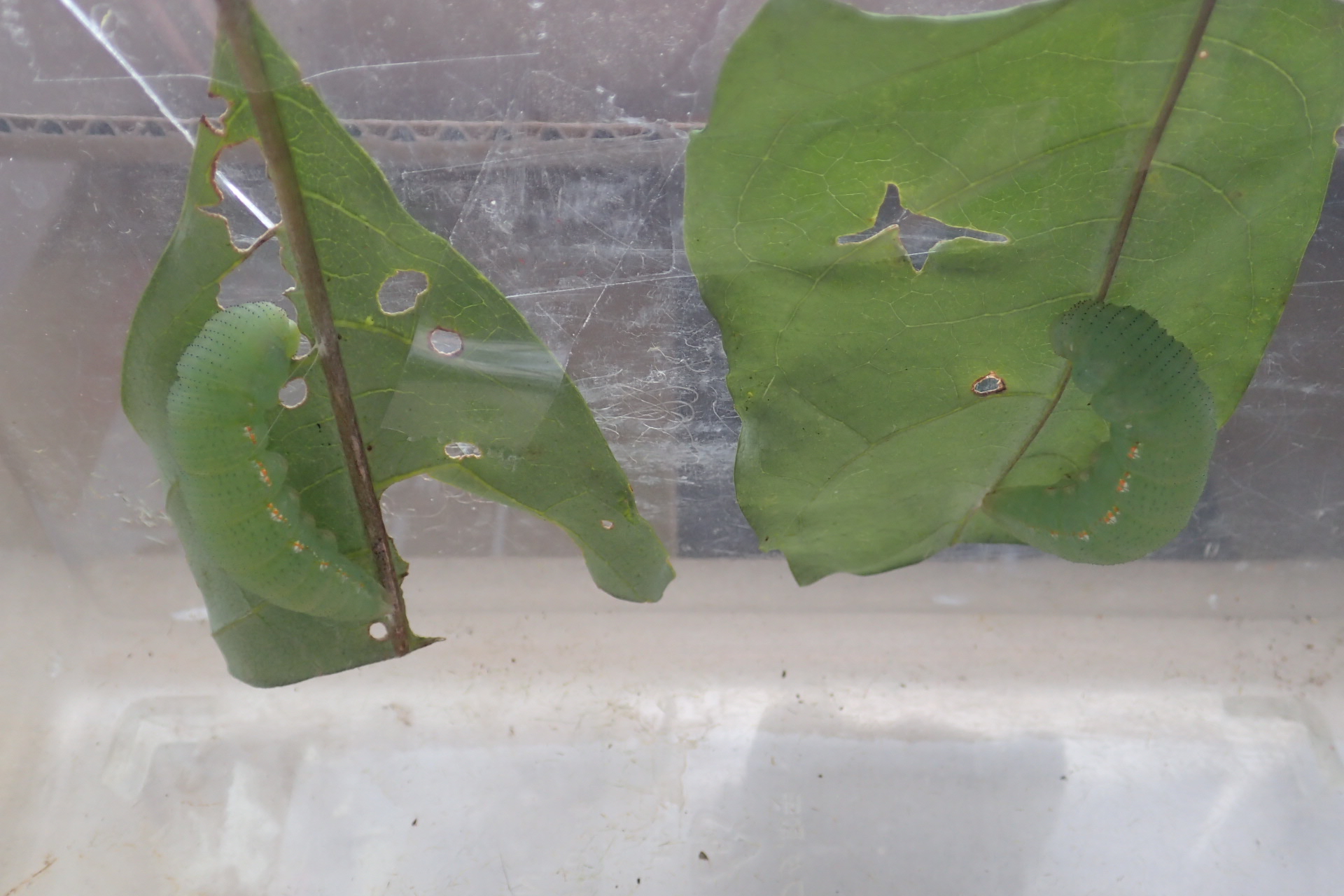 異常型】 ツマベニチョウ♀☆奄美市産☆大変稀美麗 83mm飼育羽化標本