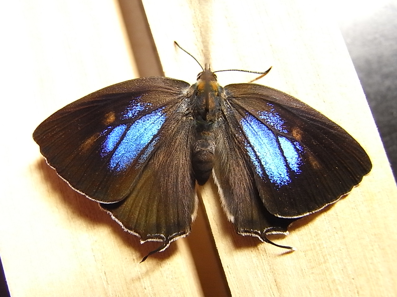 コエポン 標本 展翅済みハヤシミドリシジミ コエポン 標本 展翅済み