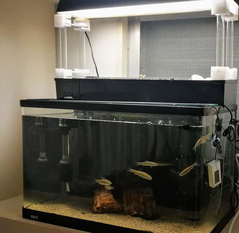 自作】水槽で水耕栽培！アクアリウムから始めるアクアポニックス｜農業