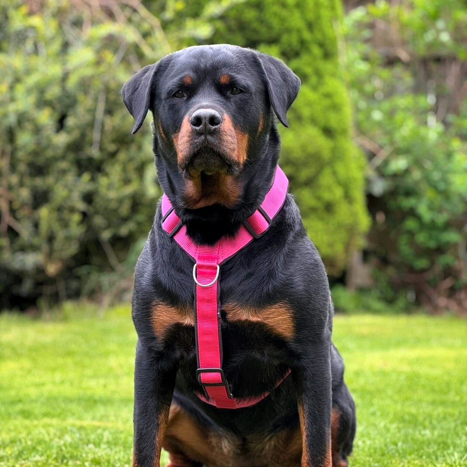 犬用ハーネス4dox｜H・Y形状｜引っ張る力を均等分散｜高品質パッド入り