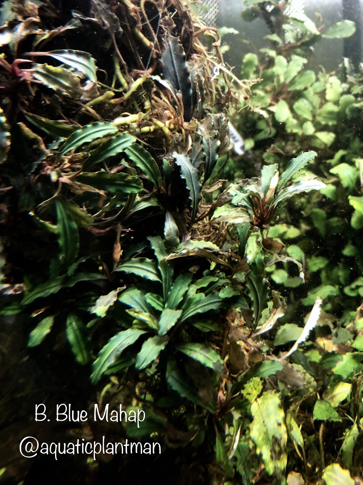 TB便】Bucephalandra sp.