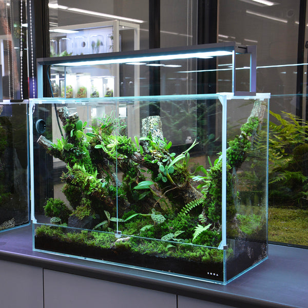 DOOA NEO GLASS PALUDA – Aqua Forest Aquarium