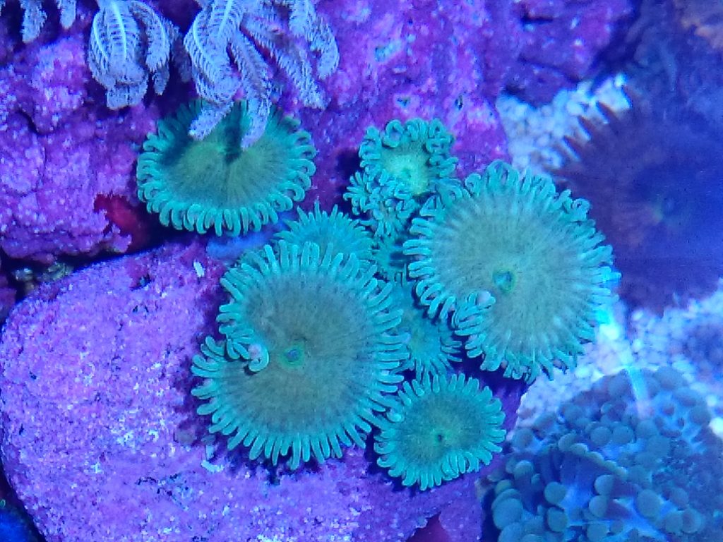 グラッシーレディオRX072リーフ（Grassy LeDio RX072 Reef)の開封