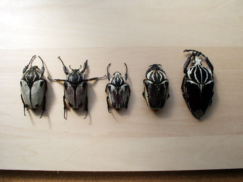 コンゴ産 オリエンタリスオオツノハナムグリ 3 93mm コンゴ産