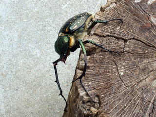 バターレルテナガ