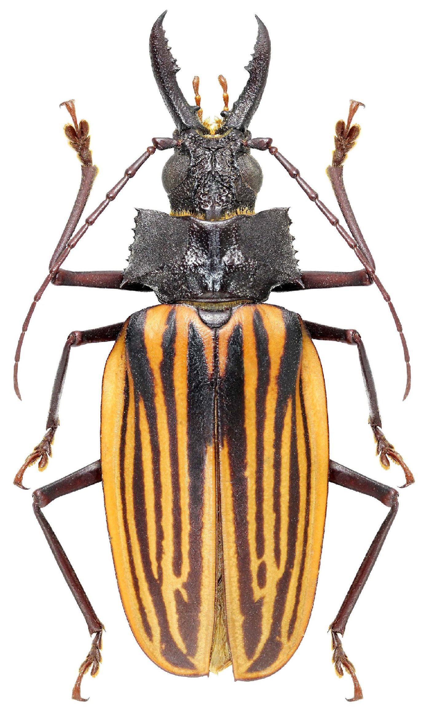 標本 Macrodontia flavipennis 61mm female 標本 Macrodontia