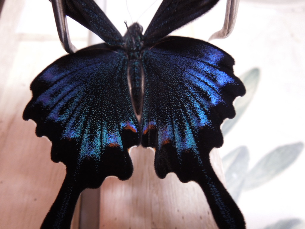 蝶標本⭐️色彩異常 北海道産ミヤマカラスアゲハ春型♂ 採集品⭐️