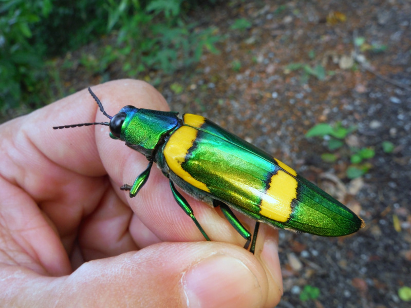 オンライン 【標本】キベリルリタマムシ キベリルリタマムシは腹部に