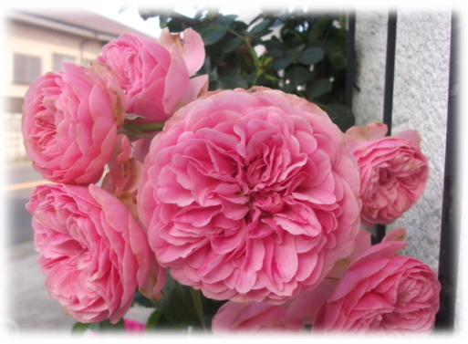 バラ レオナルド・デイル 【公式通販】