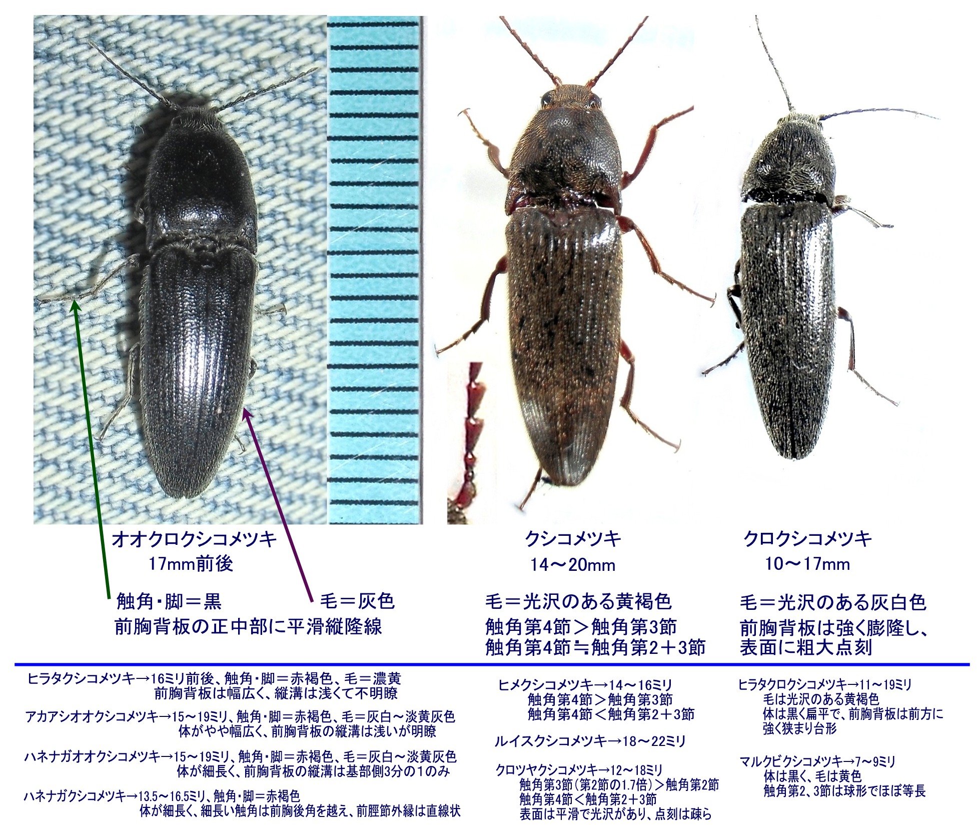 クシコメツキ | 東京23区内の虫 2 【38mm】アングラトゥスミカド