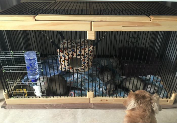 kawai メディカル60 フェレット ケージ サークル 【公式通販】