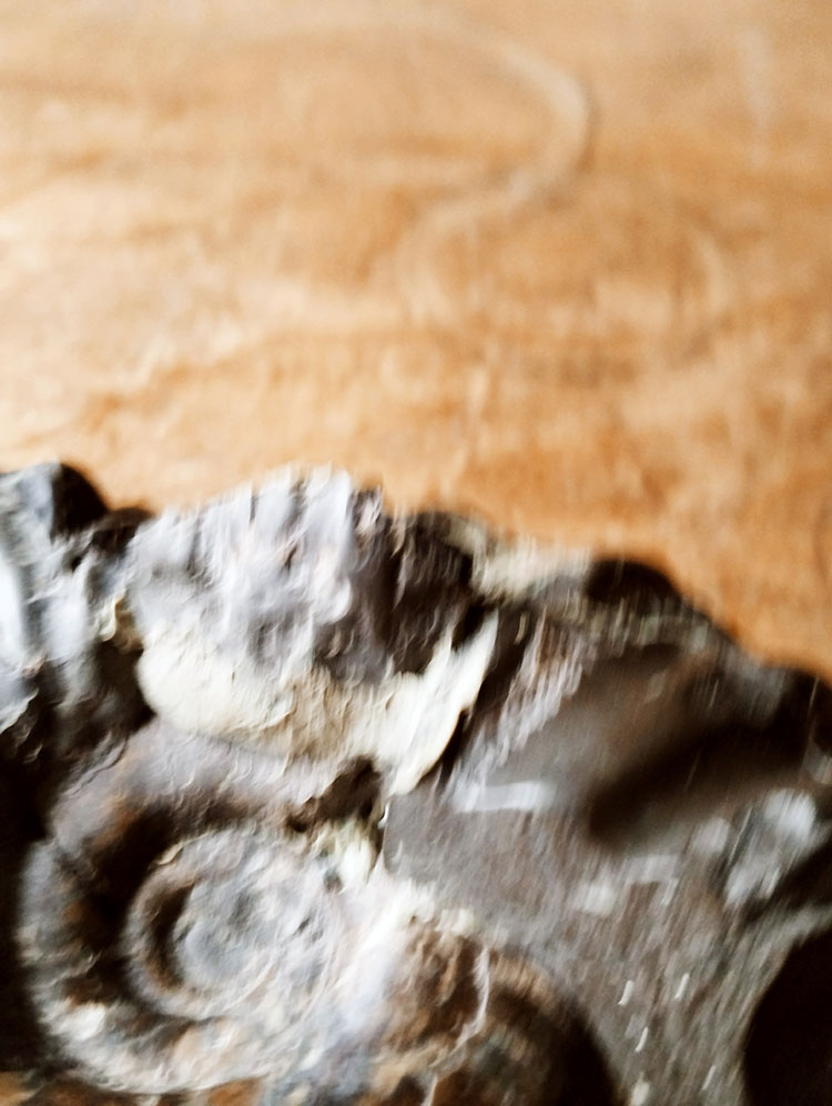 自然物・オブジェ・ブラックアンモナイト・化石・w11.5cm