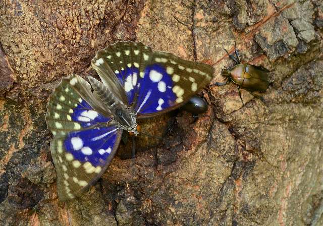 モルフォオオムラサキ；1頭♂（飼育） モルフォオオムラサキ（1オス