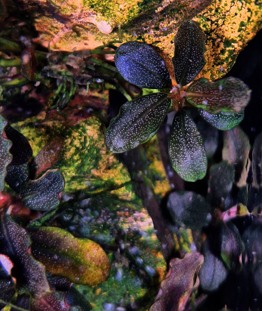 Bucephalandra Brownie Ghost – Cassie's Critters & Creations