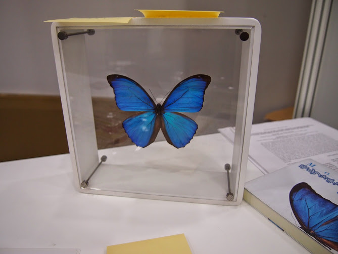 蝶 標本 モルフォ蝶 ゼフィリティスモルフォ ガラスドーム アンティーク