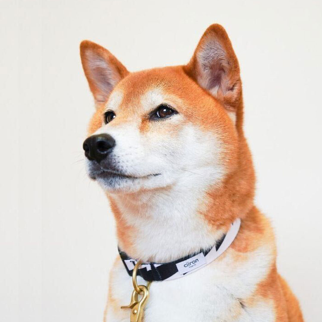 Thunder_sinbe.jpg?v=1709277375