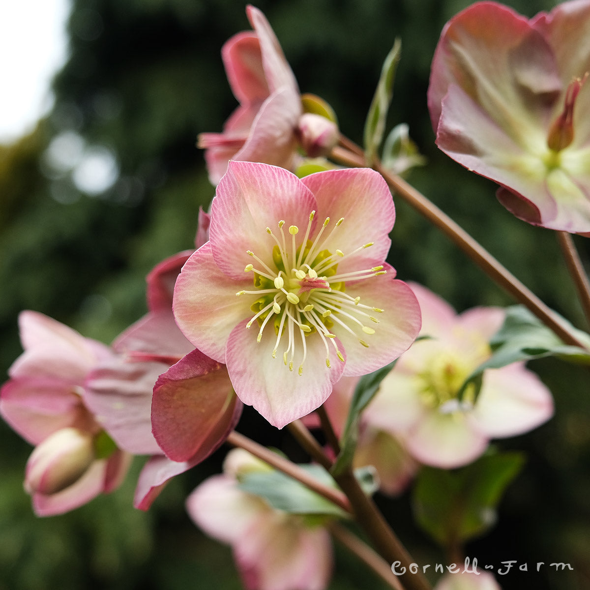 Helleborus Ice N' Roses Rose HGC 1gal – Cornell Farm