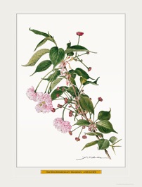 太田洋愛 ボタニカルアート くずの花 太田洋愛 ボタニカルアート くずの花