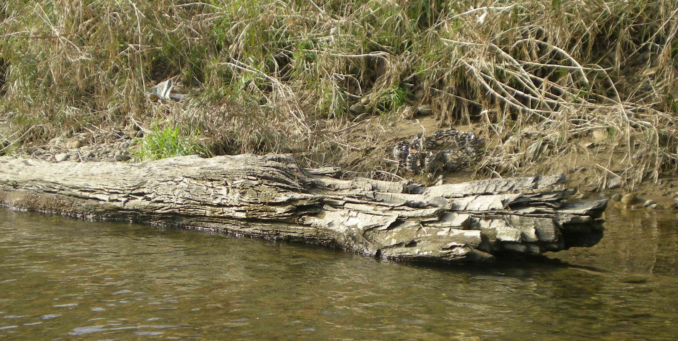 阿武隈川産 埋もれ木（割1） 新古今和歌集に詠まれた本物の