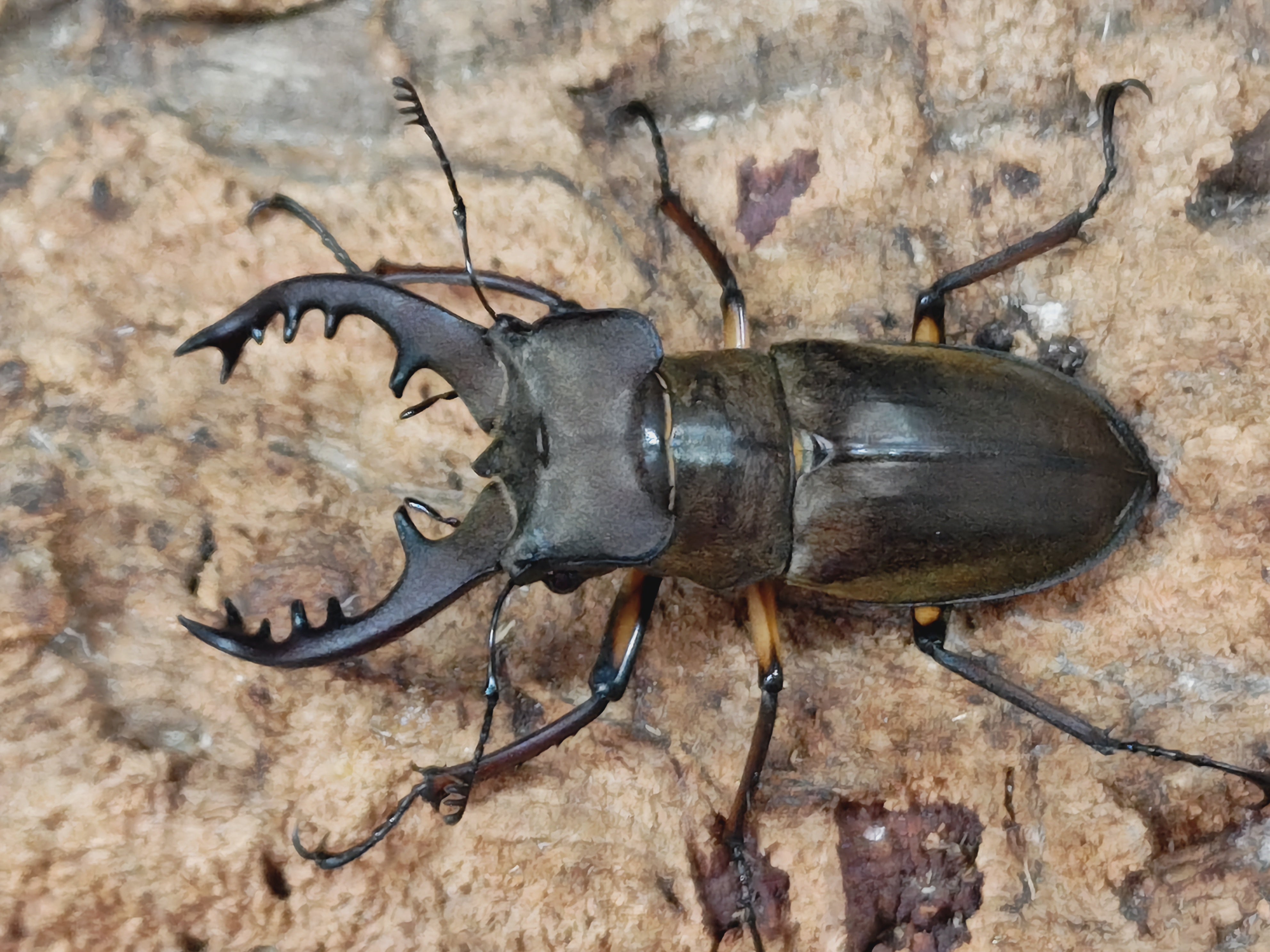 6月1日まで限定セール 昆虫標本 クワガタムシ 6月1日まで限定セール