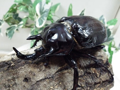 アルゼンチン産ヤヌスゾウカブト78mm