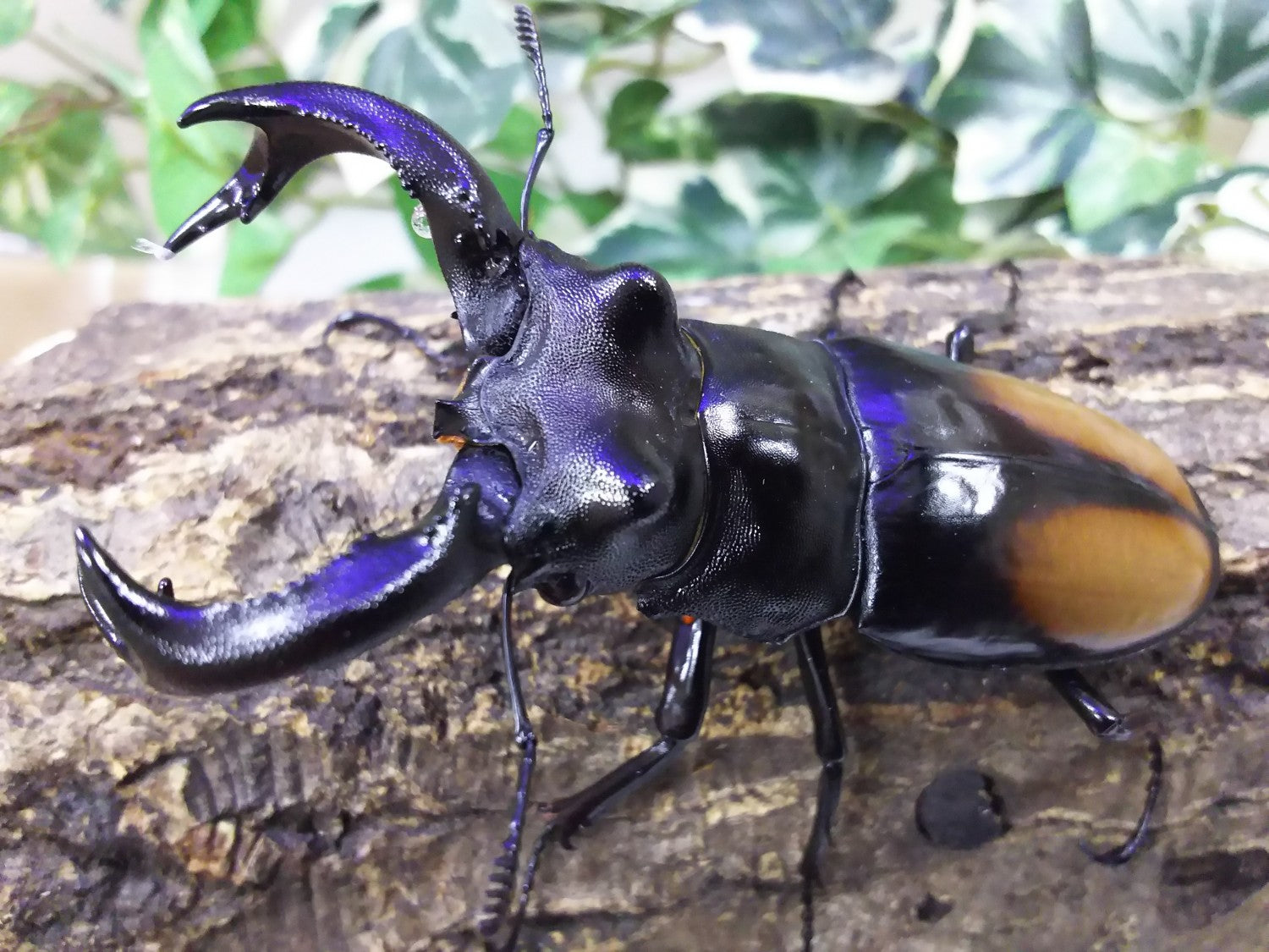 パリーフタマタクワガタ(マレー・スマトラ亜種) – タグ 