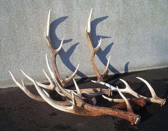 鹿ツノ北海道エゾシカの角