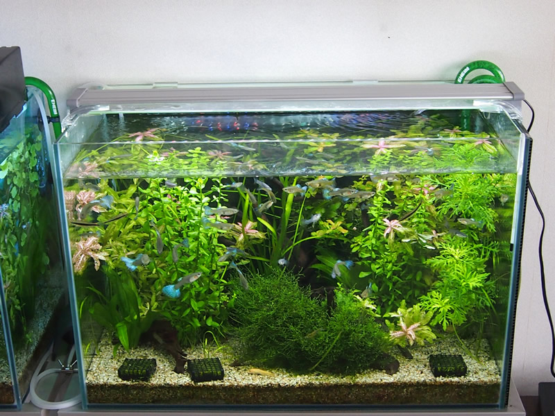 水草育成ライト コトブキ FLAT LED 600 TWIN 2550lm Amazon | 寿工芸