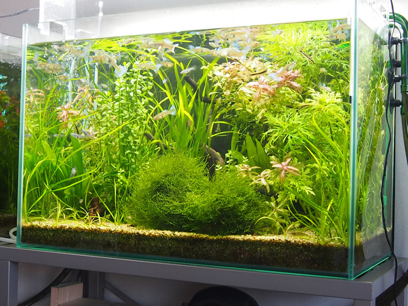 ADA アクアスカイ LEDライト 60cm水槽用