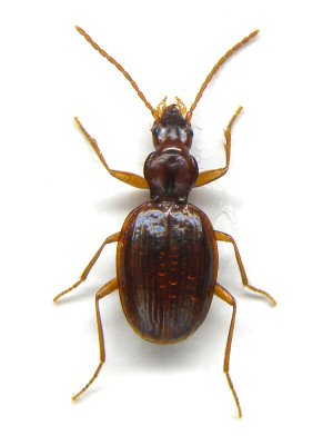 北海道生物図鑑「ヒダカチビゴミムシ」