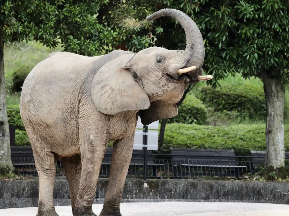Asa Zoo: Creatures great and small in the hills of Hiroshima | Get