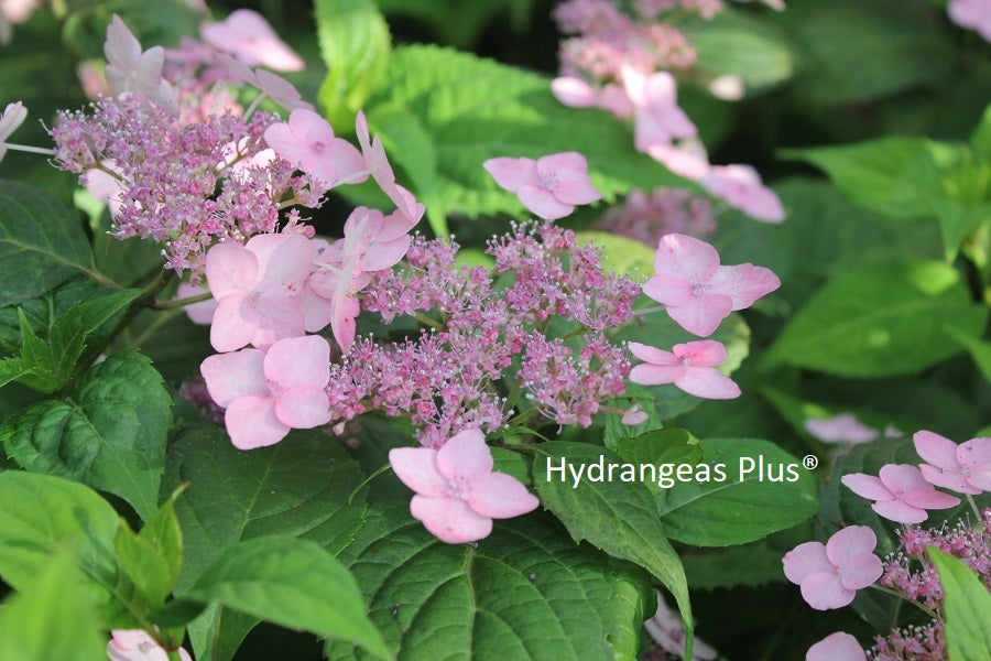Hydrangea Serrata Chishima – Hydrangeas Plus