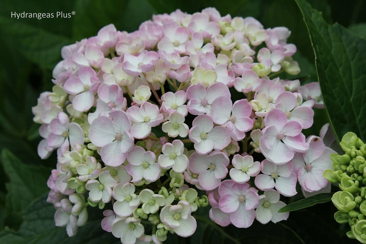Hydrangea Macrophylla Ayesha – Hydrangeas Plus