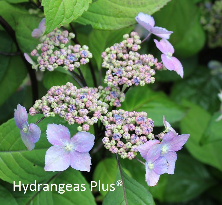 Hydrangea Serrata Kurohime – Hydrangeas Plus