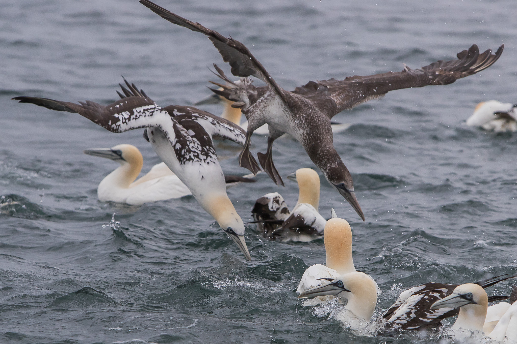 イギリス 英国 アボッツバリー白鳥飼養所600年 5種完 NH イギリス 英国