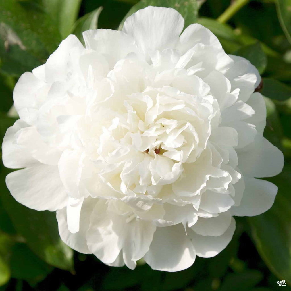 Peony_White_1024x1024.jpg?v=